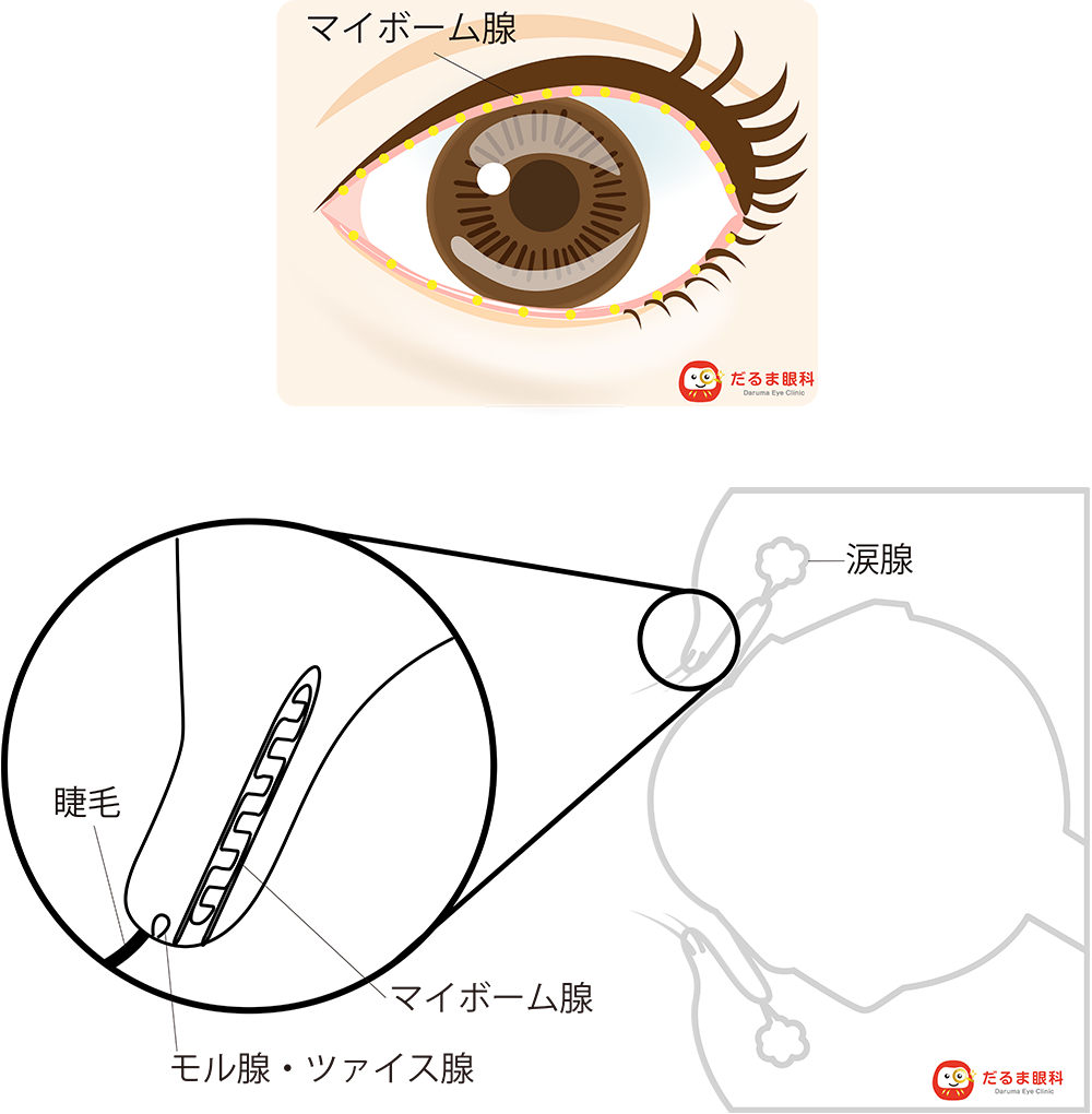 マイボーム腺正常時