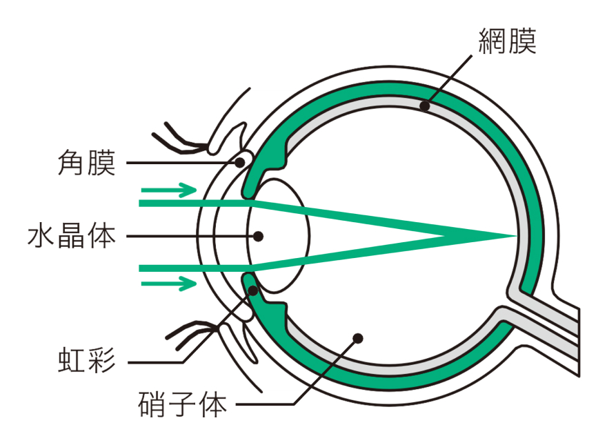 正常の眼